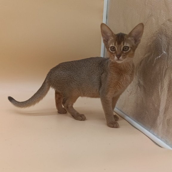 Abyssinian Megane