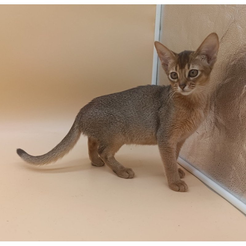 Abyssinian Megane