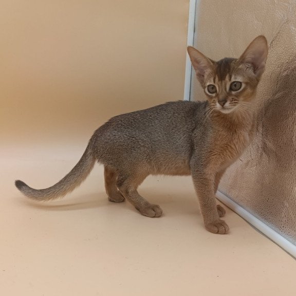 Abyssinian Megane