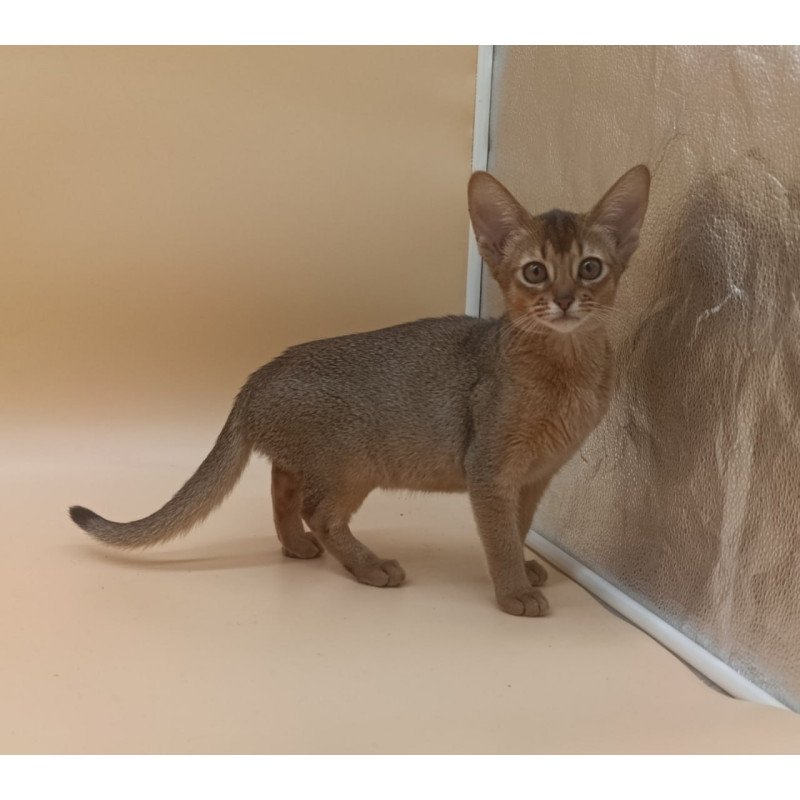 Abyssinian Megane