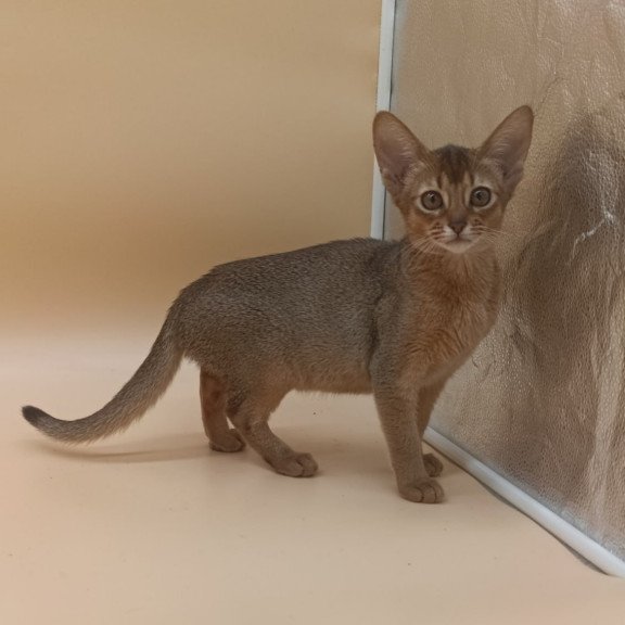 Abyssinian Megane