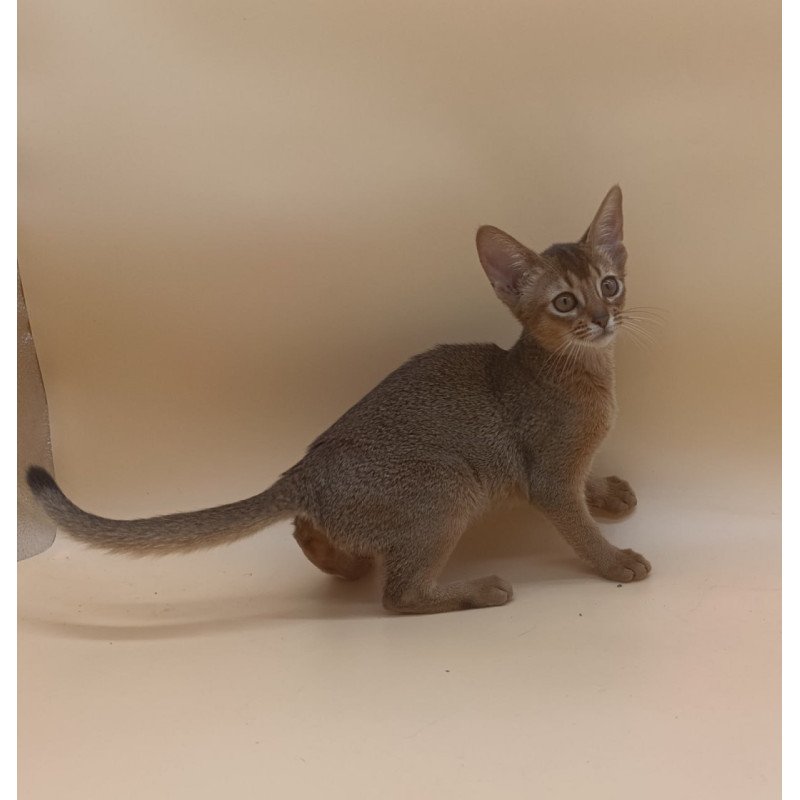 Abyssinian Megane