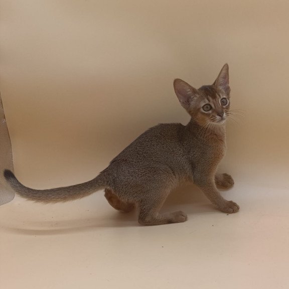 Abyssinian Megane