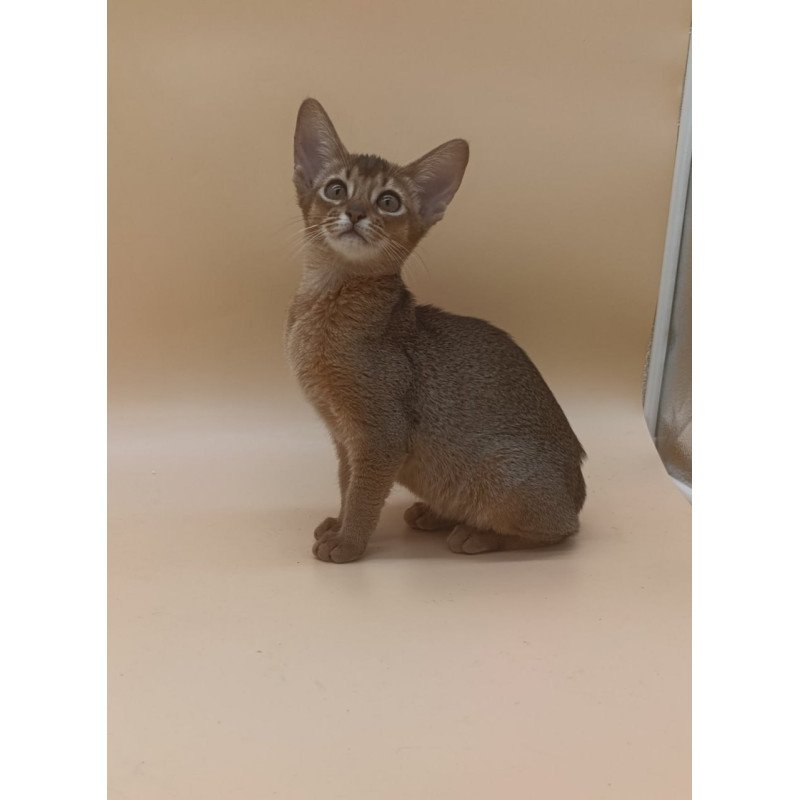 Abyssinian Megane