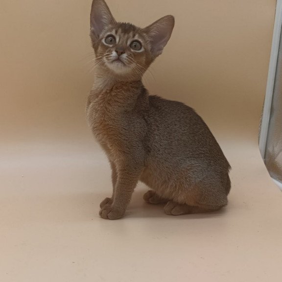 Abyssinian Megane
