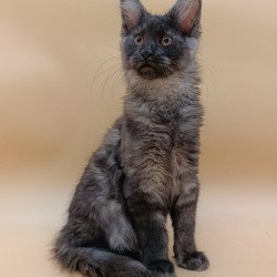 Maine Coon Odin