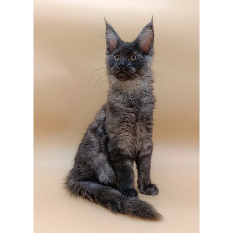 Maine Coon Odin