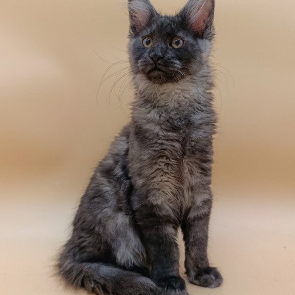Maine Coon Odin