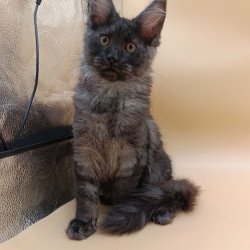 Maine Coon Odin