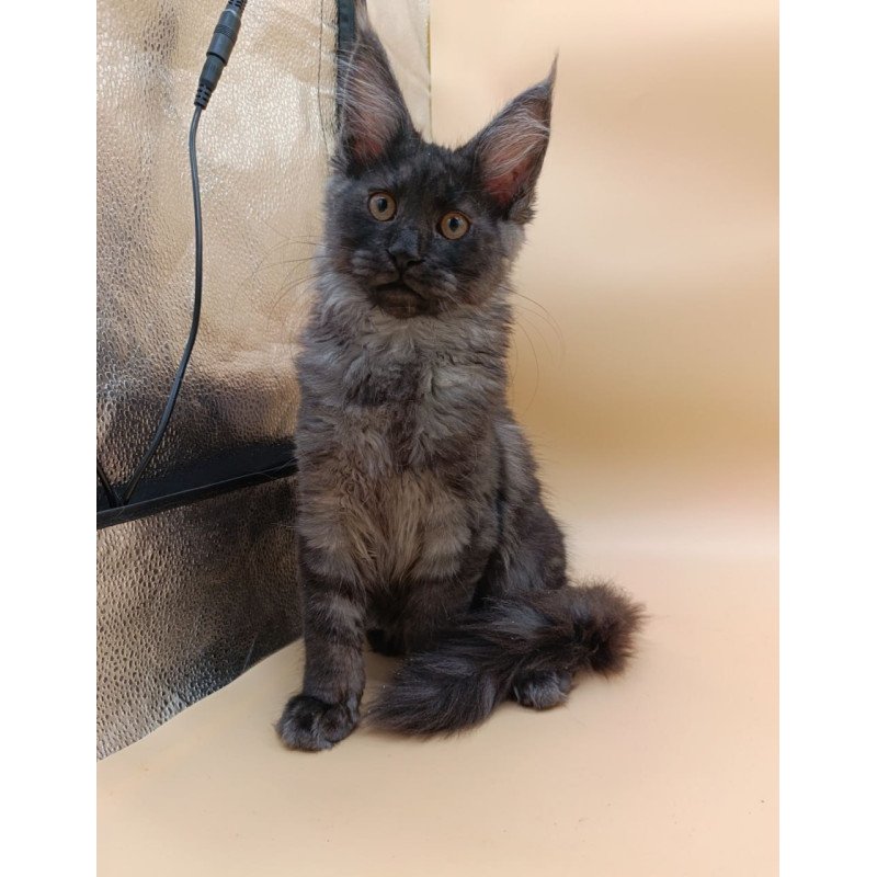 Maine Coon Odin