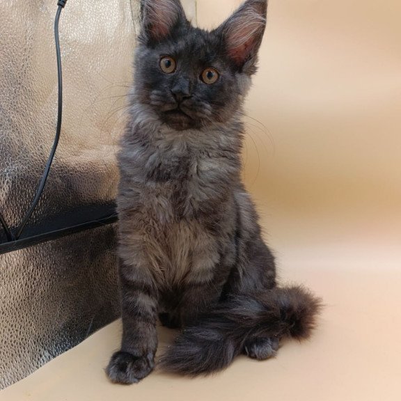 Maine Coon Odin