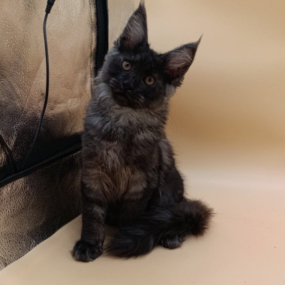 Maine Coon Odin