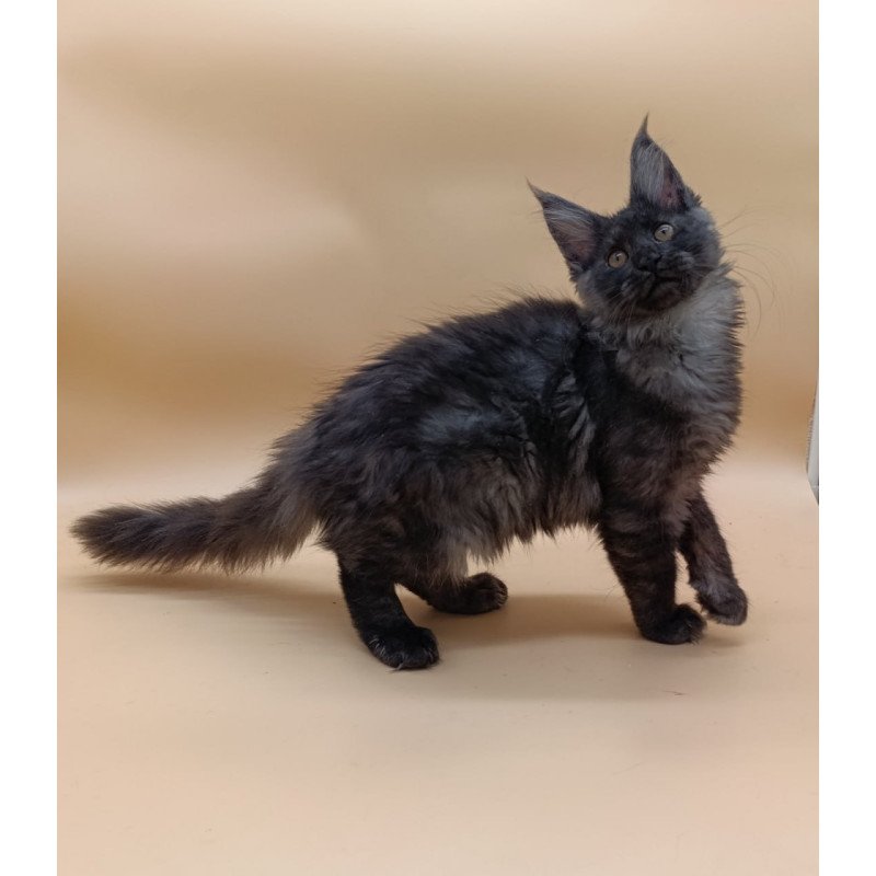 Maine Coon Odin