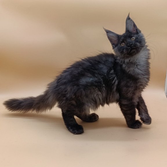 Maine Coon Odin
