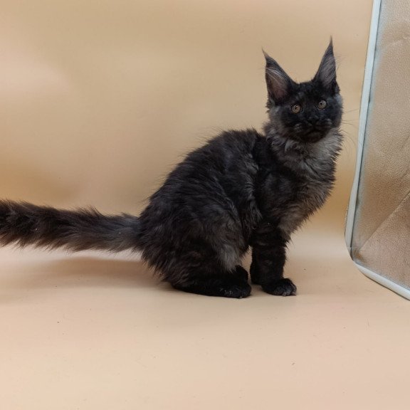 Maine Coon Odin