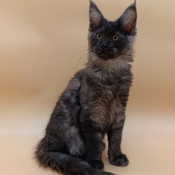 Maine Coon Odin