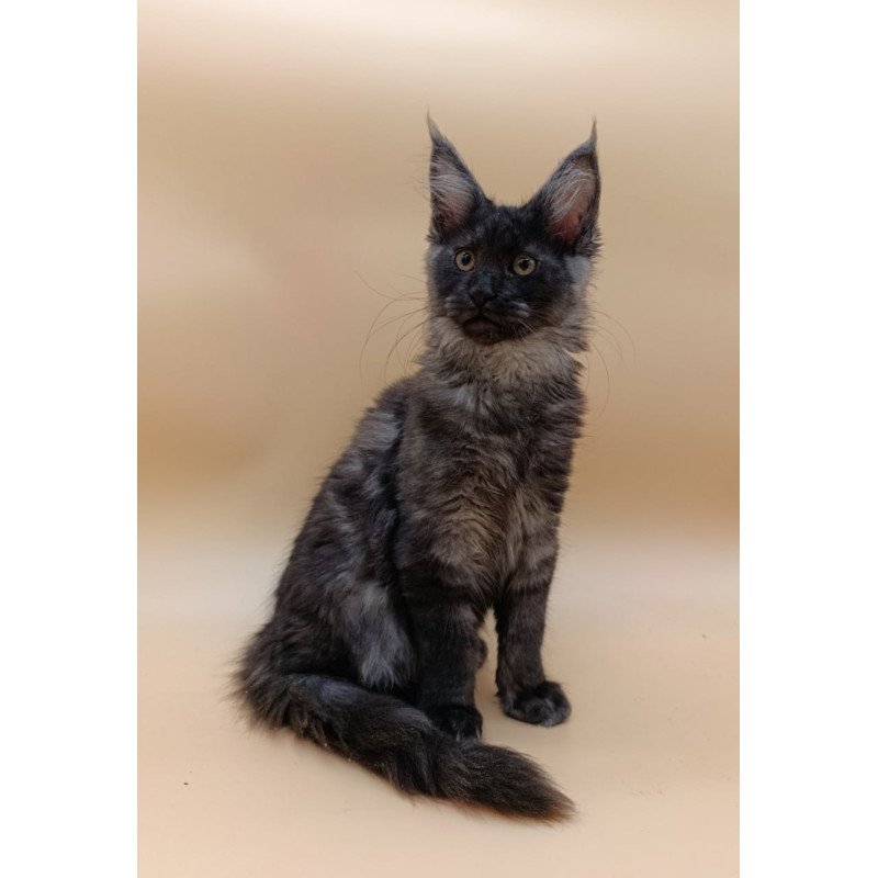 Maine Coon Odin