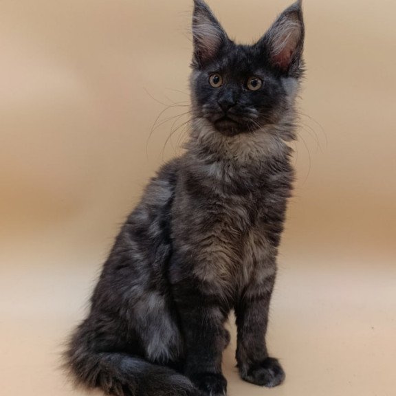 Maine Coon Odin