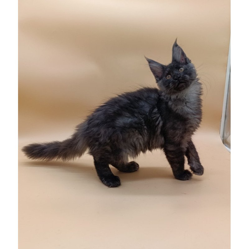 Maine Coon Odin