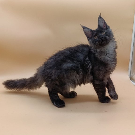Maine Coon Odin