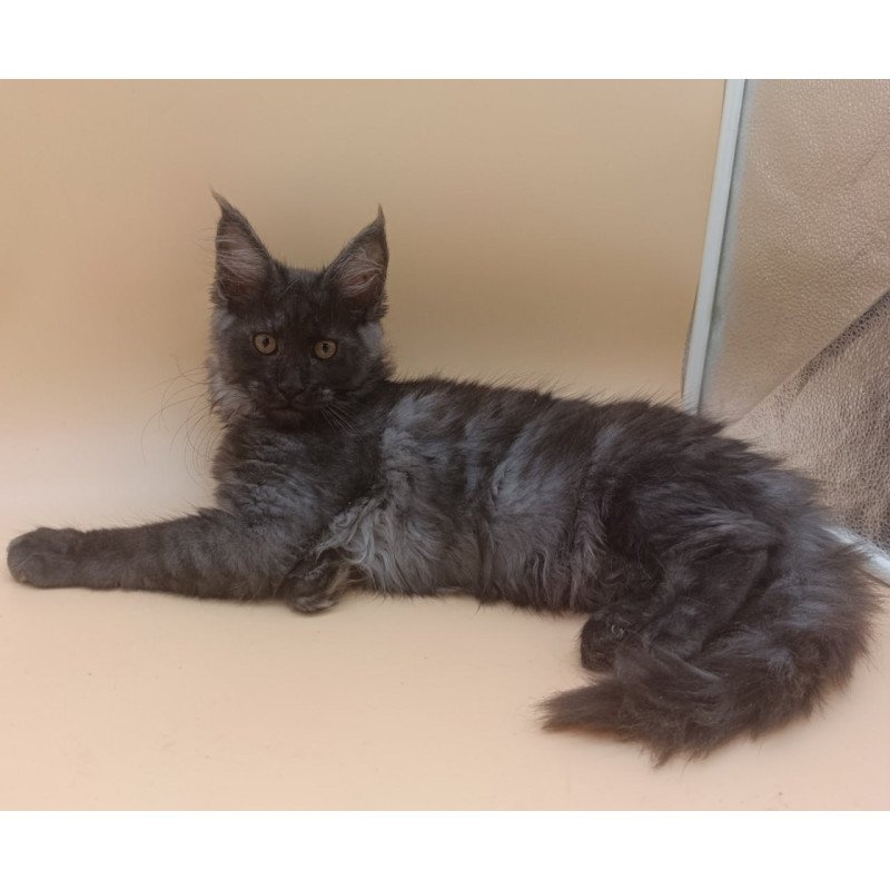 Maine Coon Odin