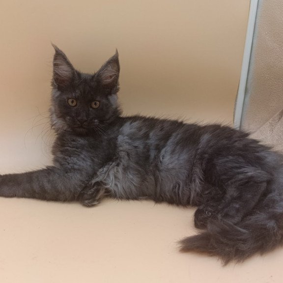 Maine Coon Odin