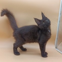 Maine Coon Onika