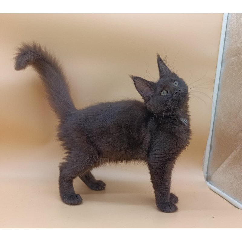 Maine Coon Onika