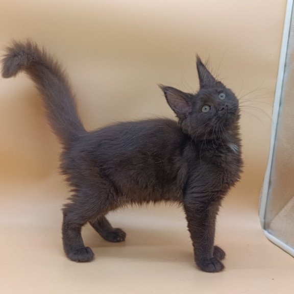 Maine Coon Onika