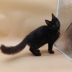 Maine Coon Onika