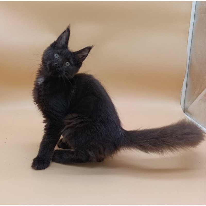 Maine Coon Onika