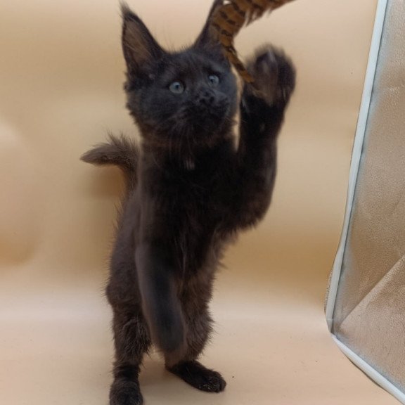 Maine Coon Onika