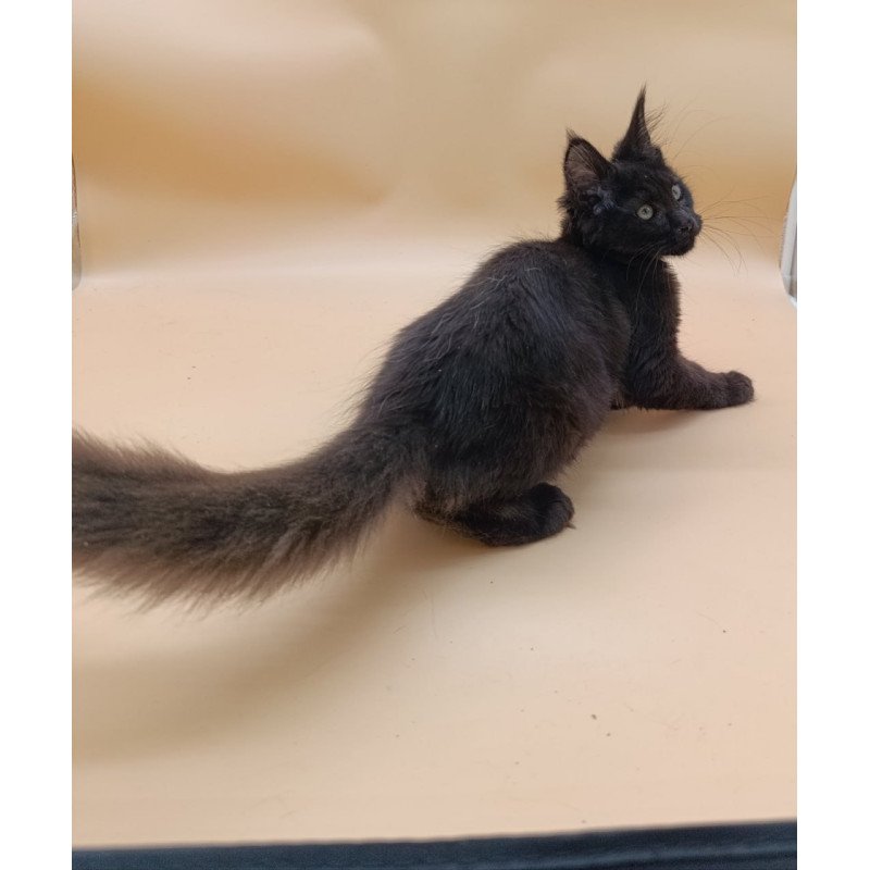 Maine Coon Onika