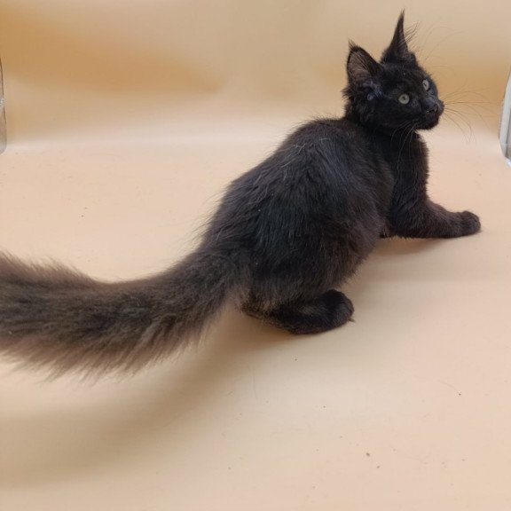 Maine Coon Onika
