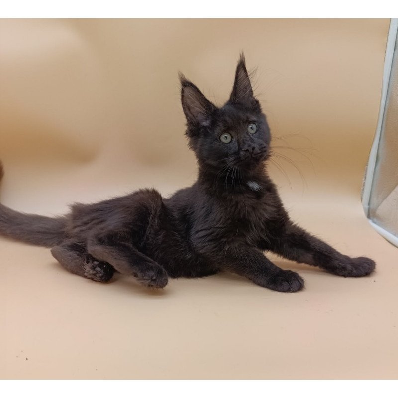 Maine Coon Onika