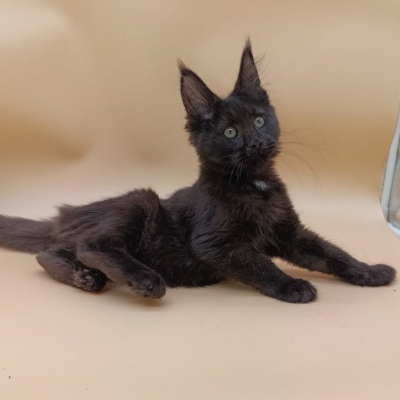 Maine Coon Onika