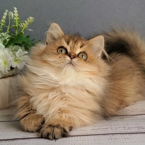 British Benji