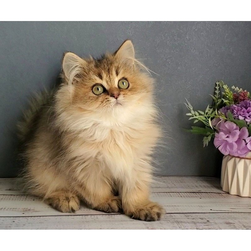 British Benji
