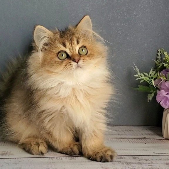 British Benji