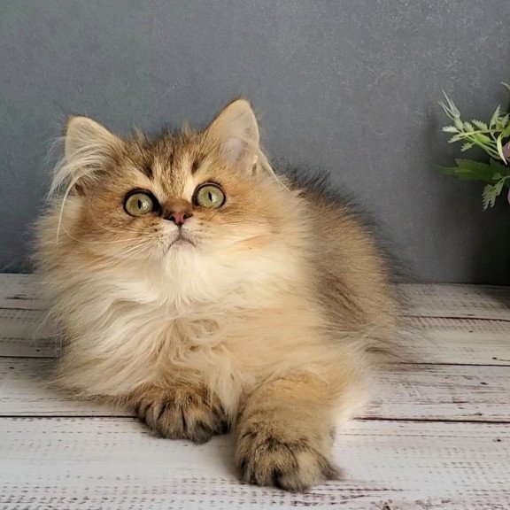 British Benji