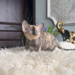 Devon Rex AP Ordy