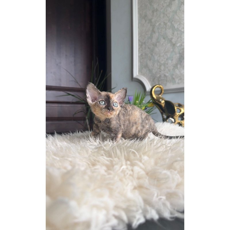 Devon Rex AP Ordy