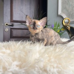 Devon Rex AP Ordy