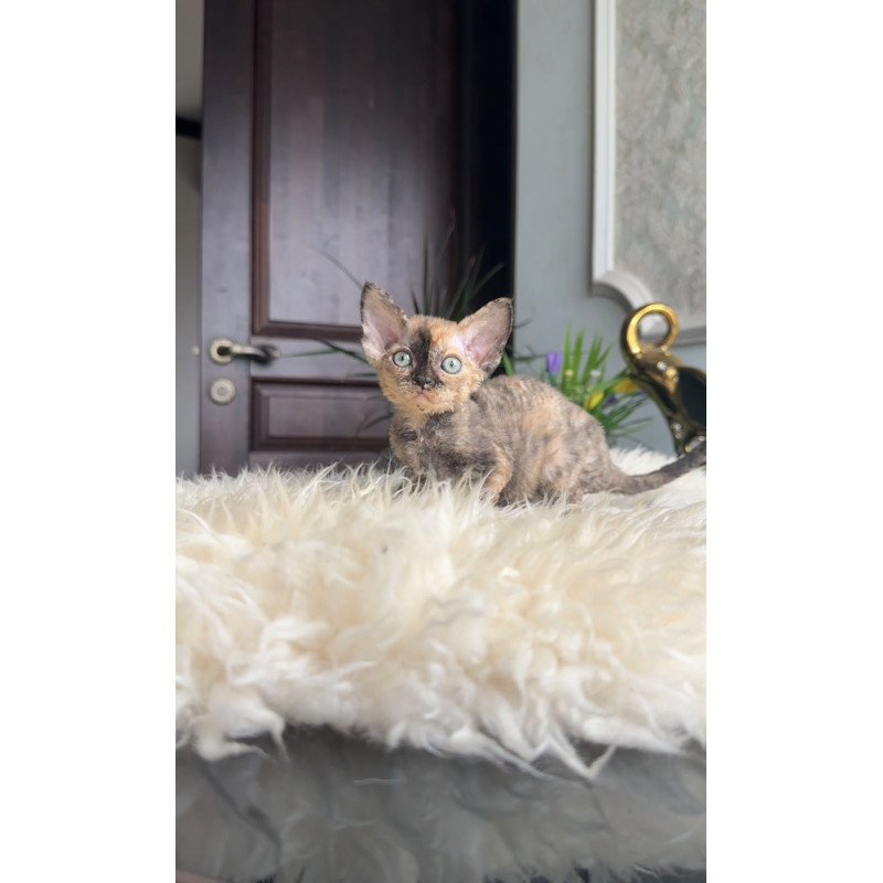 Devon Rex AP Ordy