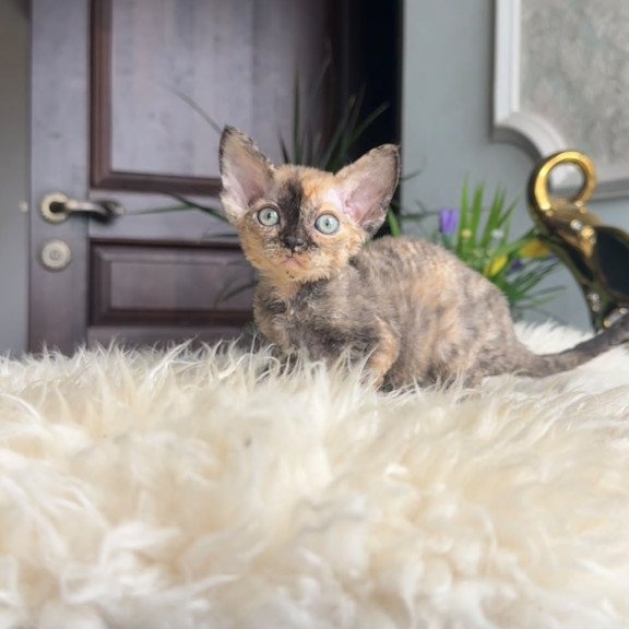 Devon Rex AP Ordy