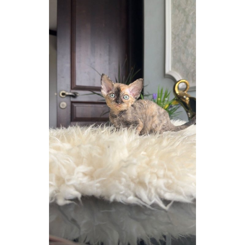 Devon Rex AP Ordy