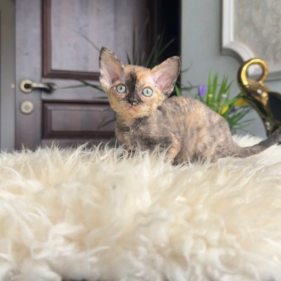 Devon Rex AP Ordy