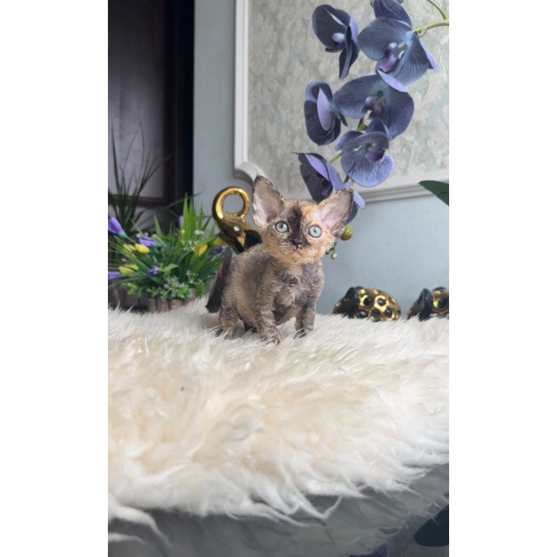Devon Rex AP Ordy