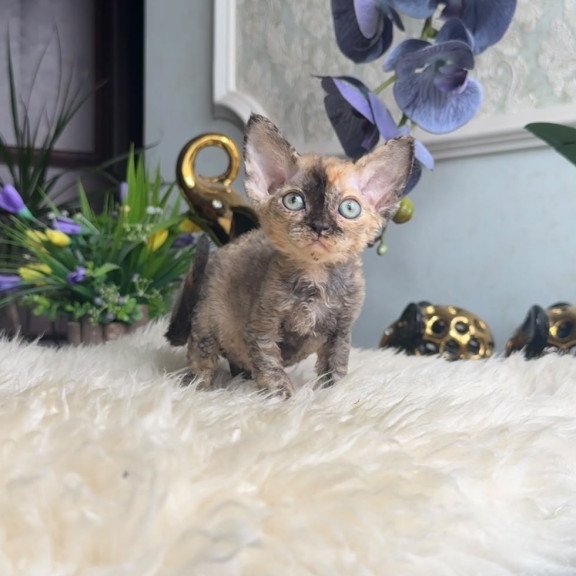 Devon Rex AP Ordy