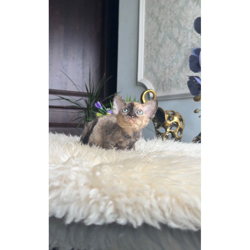 Devon Rex AP Ordy